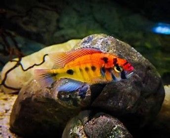 HAPLOCHROMIS SP. RAINBOW HAPLOCHROMIS SP. RAINBOW