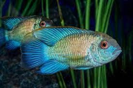 ANDINOACARA PULCHER ELECTRIC BLUE (acara bleu) ANDINOACARA PULCHER ELECTRIC BLUE (acara bleu)