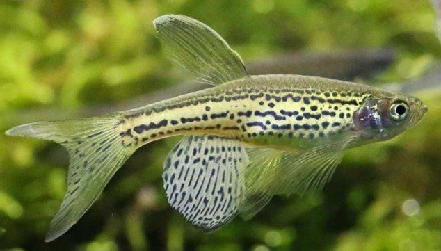 DANIO VOILE DANIO VOILE