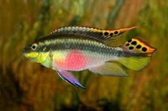PELVICACHROMIS KRIBENSIS PELVICACHROMIS KRIBENSIS