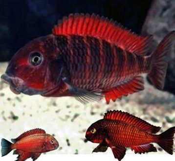 Tropheus Moorïï Red Moliro Tropheus Moorïï
Red Moliro