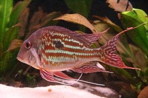 GEOPHAGUS WINEMILLERI GEOPHAGUS WINEMILLERI
