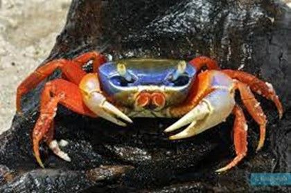 CRABE TRICOLORE AFRICAIN CRABE TRICOLORE AFRICAIN