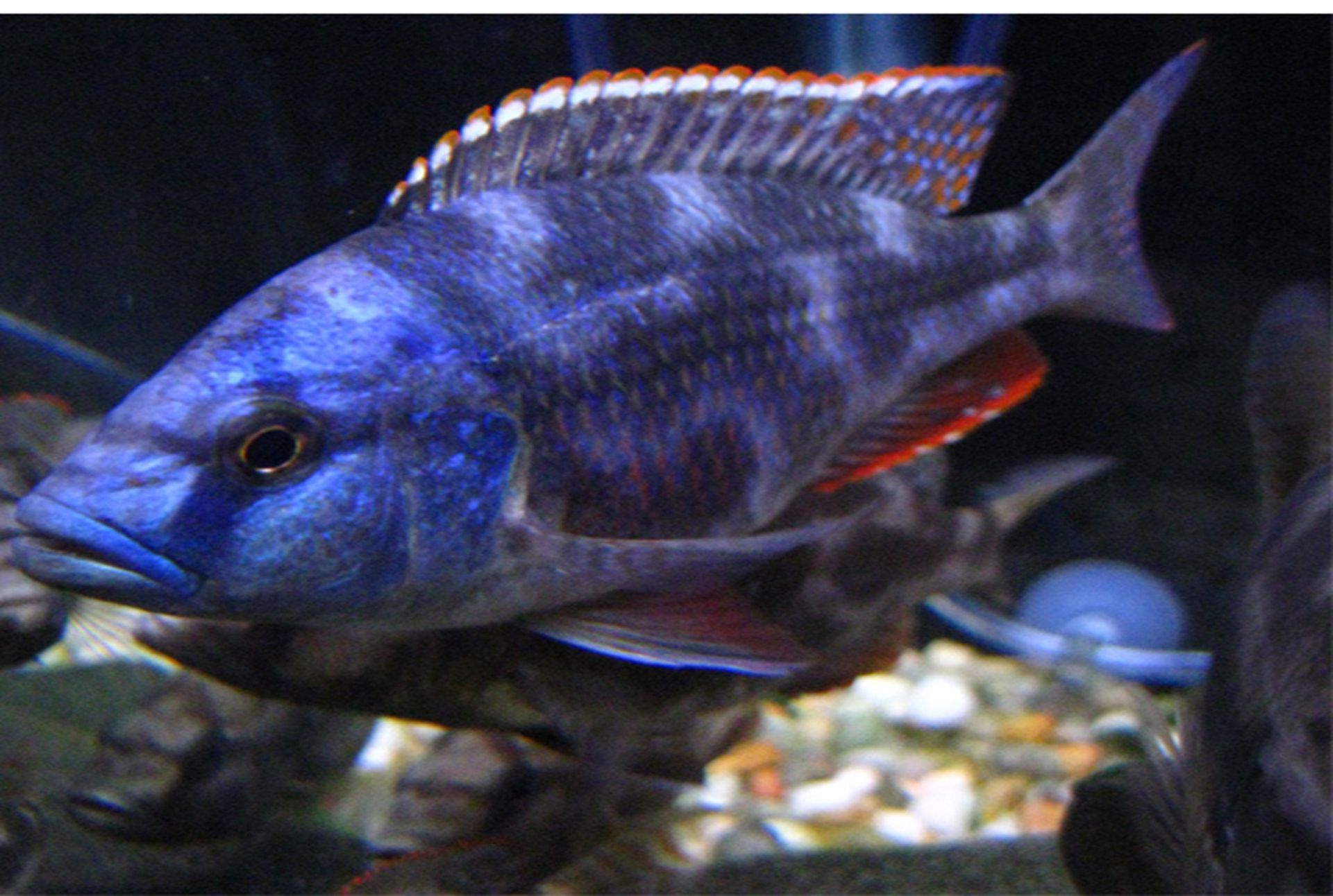 NIMBOCHROMIS  LIVINGSTONII NIMBOCHROMIS 
LIVINGSTONII