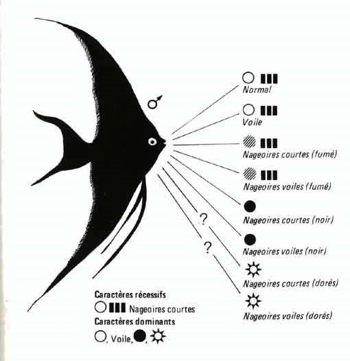 Pterophyllum scalare Pterophyllum scalare
