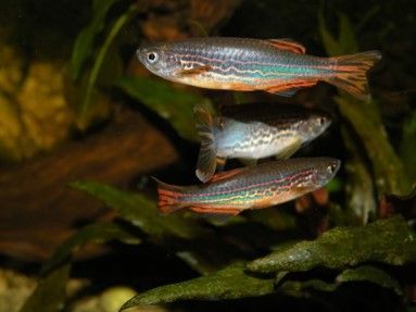 Champsochromis Caeruleus Champsochromis Caeruleus