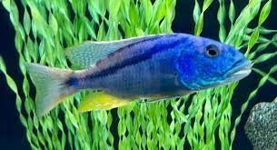 Aristochromis christyi Aristochromis christyi