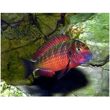 Tropheus Moorïï Red Moliro Tropheus Moorïï Red Moliro