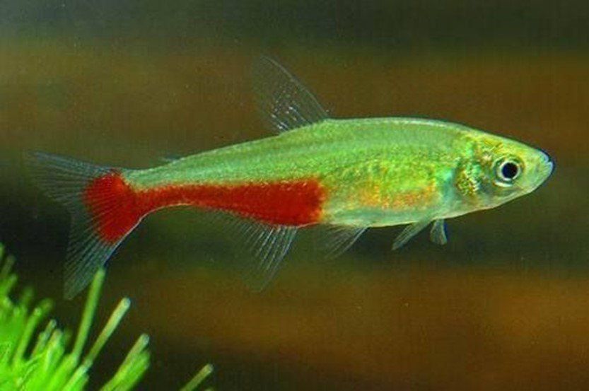 TETRA NAIN VERT FEU (Haphyocharax Rathbuni) TETRA NAIN VERT FEU (Haphyocharax Rathbuni)