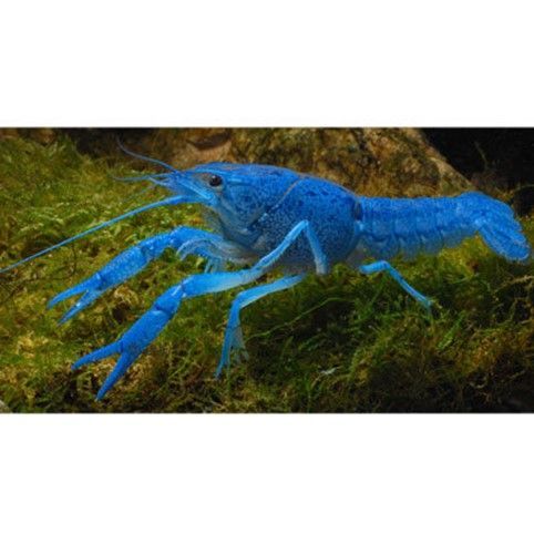 ECREVISSE BLEUE DE FLORIDE ECREVISSE BLEUE DE FLORIDE