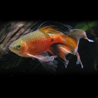 BARBUS PETHIA CONCHIONUS VOILE BARBUS PETHIA CONCHIONUS VOILE