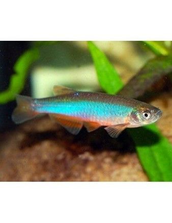 DANIO ALBOLINEATUS DANIO PERLE DANIO ALBOLINEATUS
DANIO PERLE