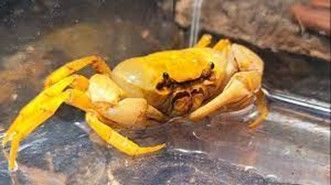 Gold Crabe Banana   « Terrathelphusa cf. chilensis»