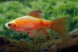 Barbus rosé Pethia (Puntius) conchonius Barbus rosé Pethia (Puntius) conchonius