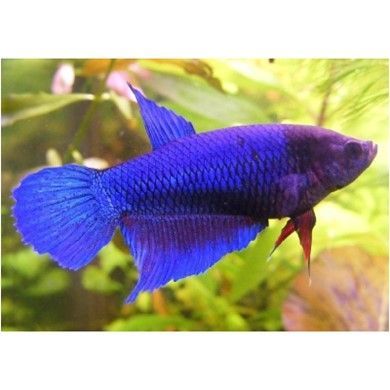 COMBATTANT FEMELLE « Betta Splendens ou poisson du Siam » COMBATTANT FEMELLE
« Betta Splendens ou poisson du Siam »