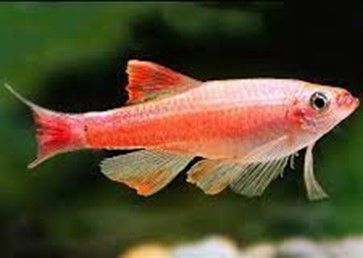 Tanichthys Albonubes Golden White Cloud Tanichthys Albonubes Golden White Cloud