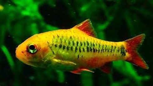 Barbus schuberti Barbus schuberti