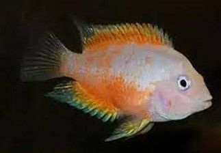 CICHLASOMA NIGROFASCIATUM GOLD CICHLASOMA NIGROFASCIATUM GOLD