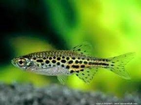 DANIO RERIO « LEOPARD » DANIO RERIO « LEOPARD »