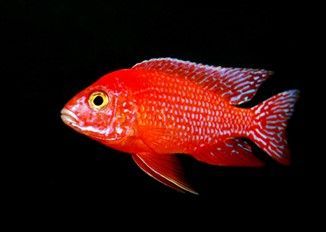 Aulonocara Hybrid sp. Strawberry Red Eyes Aulonocara Hybrid sp. Strawberry Red Eyes