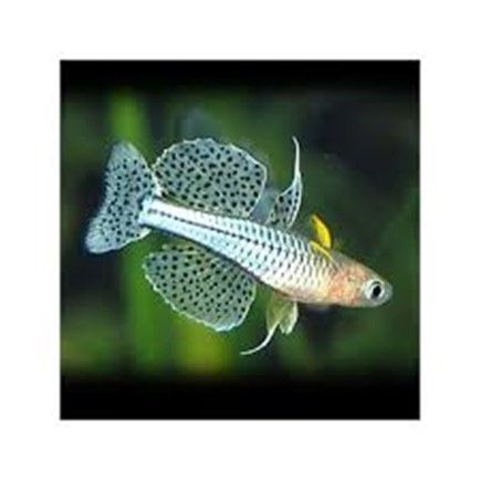 Pseudomugil gertrudae Pseudomugil gertrudae