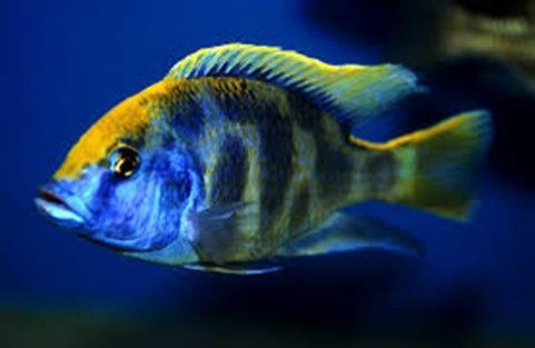 NIMBOCHROMIS VENUSTUS HAPLO - LEOPARD NIMBOCHROMIS VENUSTUS HAPLO - LEOPARD