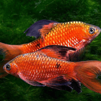 Barbus rosé Pethia (Puntius) conchonius Barbus rosé Pethia (Puntius) conchonius