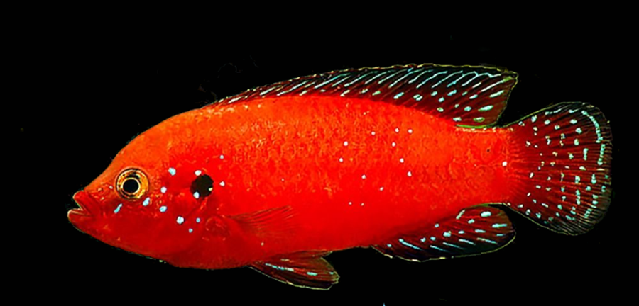 Hemichromis exsul Hemichromis exsul