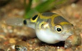 Poisson-ballon à ocelle Tetraodon biocellatus Poisson-ballon à ocelle Tetraodon biocellatus