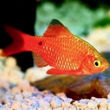 Barbus rosé Pethia (Puntius) conchonius Barbus rosé Pethia (Puntius) conchonius