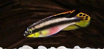 PELVICACHROMIS KRIBENSIS PELVICACHROMIS KRIBENSIS