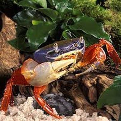 Crabe Geant Tricolore Africain « Cardisoma Armatum » Crabe Geant Tricolore Africain « Cardisoma Armatum »