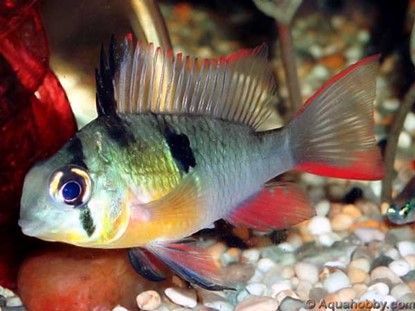 TMIKROGEOPHAGUS ALTISPINOSUS TMIKROGEOPHAGUS ALTISPINOSUS