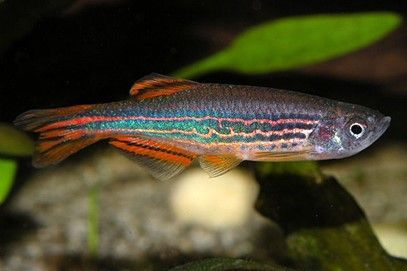 danio kyathit-orange finned danio-ocelot danio danio kyathit-orange finned danio-ocelot danio