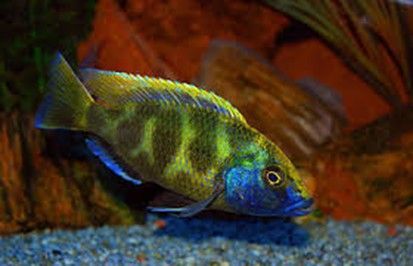 NIMBOCHROMIS VENUSTUS HAPLO - LEOPARD NIMBOCHROMIS VENUSTUS HAPLO - LEOPARD