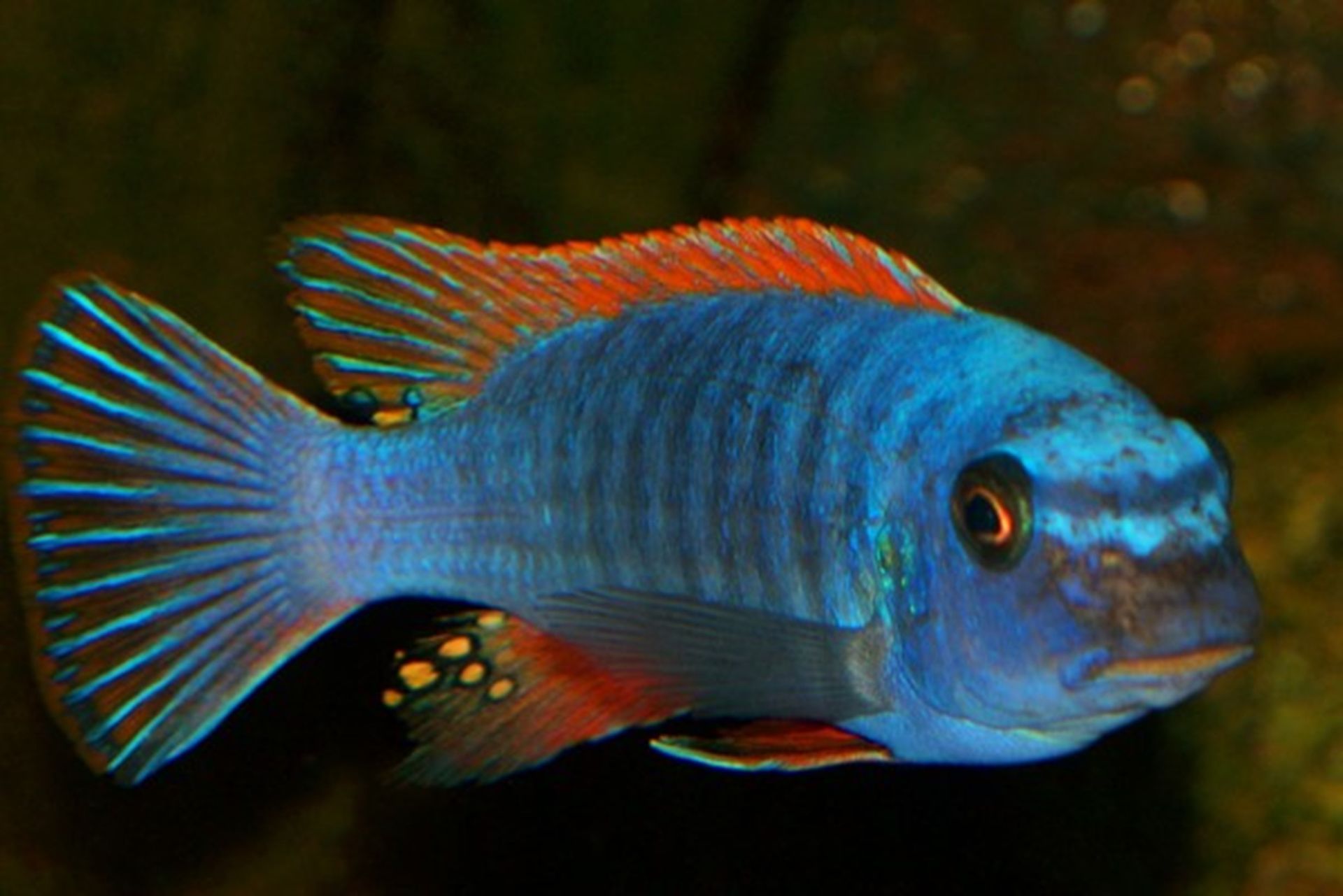 LABEOTROPHEUS TREWAVASAE CHILUMBA  « cichlidé à dorsale rouge » LABEOTROPHEUS TREWAVASAE CHILUMBA
« cichlidé à dorsale rouge »