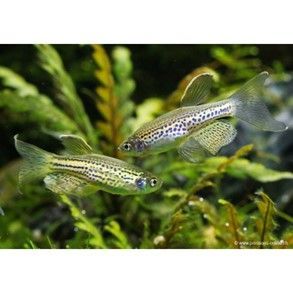 DANIO RERIO « LEOPARD » DANIO RERIO « LEOPARD »