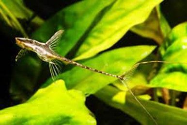 FARLOWELLA ROYAL FARLOWELLA ROYAL