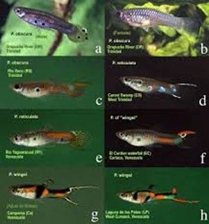 guppy Endler Poecilia wingei guppy Endler Poecilia wingei