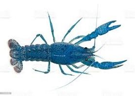 ECREVISSE BLEUE DE FLORIDE ECREVISSE BLEUE DE FLORIDE