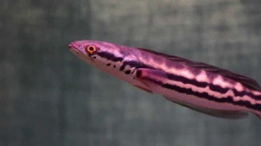 CHANNA MICROPELTES CHANNA MICROPELTES