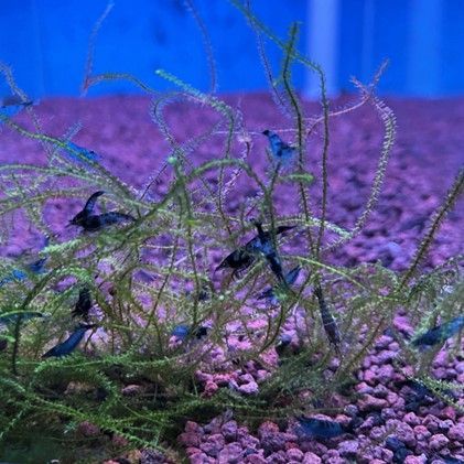 CREVETTE NEOCARIDINA HETEROPODA BLUE VELVET CREVETTE NEOCARIDINA HETEROPODA BLUE VELVET