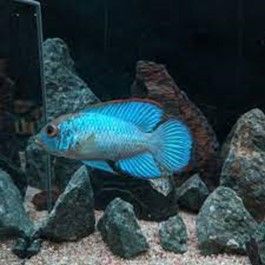 ANDINOACARA PULCHER ELECTRIC BLUE (acara bleu) ANDINOACARA PULCHER ELECTRIC BLUE (acara bleu)
