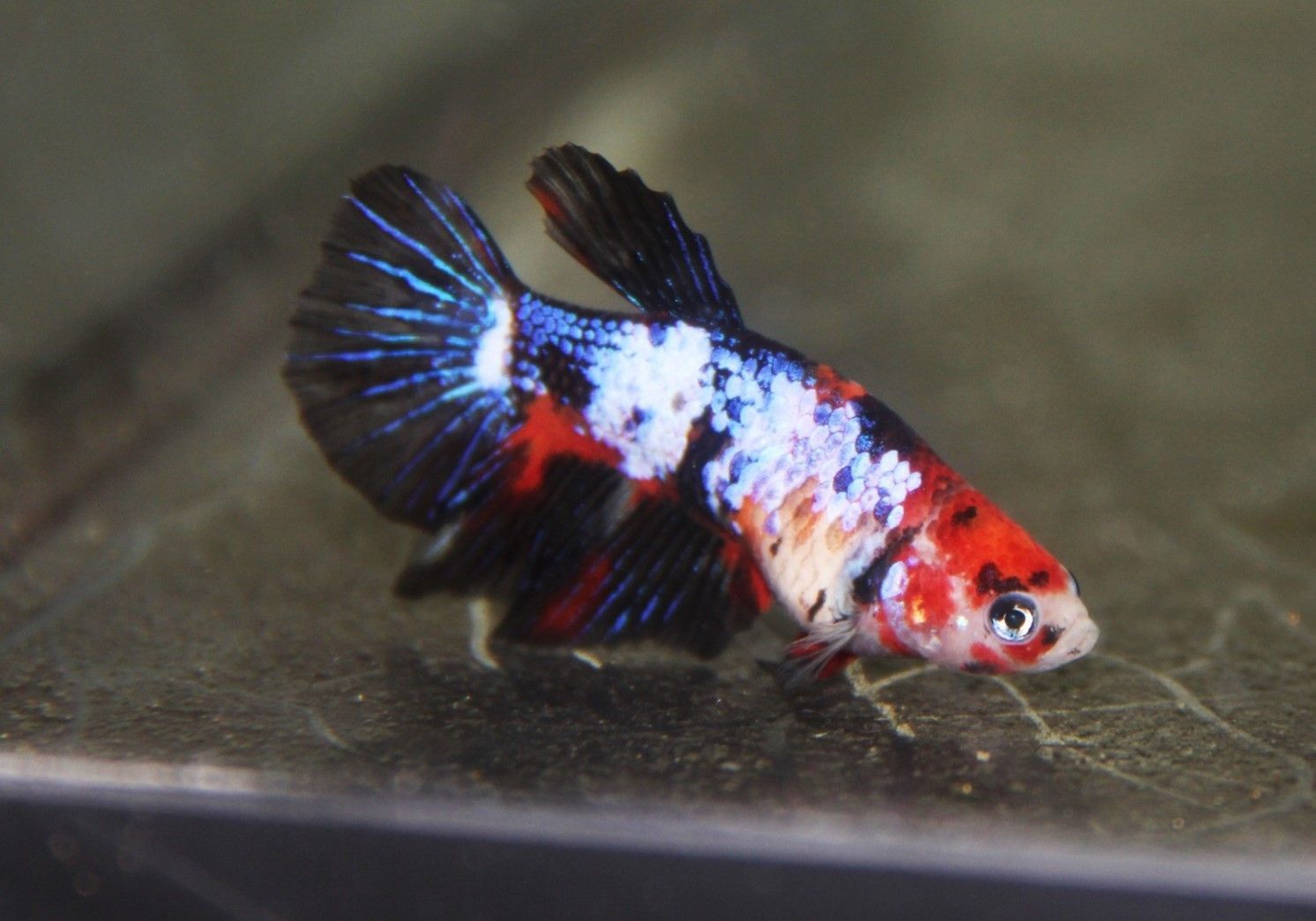 COMBATTANT FEMELLE « Betta Splendens ou poisson du Siam » COMBATTANT FEMELLE
« Betta Splendens ou poisson du Siam »