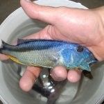 Aristochromis christyi Aristochromis christyi