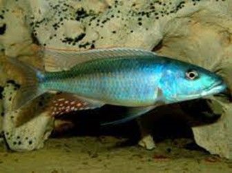 Champsochromis Caeruleus Champsochromis Caeruleus