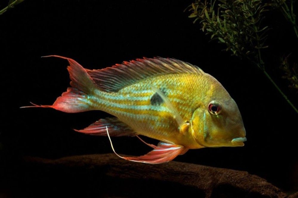 GEOPHAGUS WINEMILLERI GEOPHAGUS WINEMILLERI