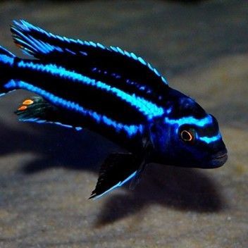 MELANOCHROMIS JOHANNI GOME MELANOCHROMIS JOHANNI GOME