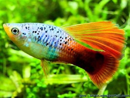 PLATY PERROQUET BLACK HAWAÏ XIPHOPHORUS VARIATUS PLATY PERROQUET BLACK HAWAÏ XIPHOPHORUS VARIATUS