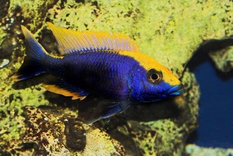 Othopharynx Lithobates Othopharynx Lithobates